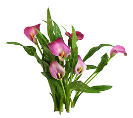 Small bush with pink flowers and green leaves of Zantedeschia (calla) isolated on white or transparent background