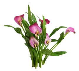 Small bush with pink flowers and green leaves of Zantedeschia (calla) isolated on white or transparent background