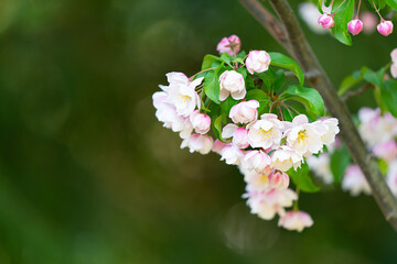 Branch with tender white and pink blossoms 
