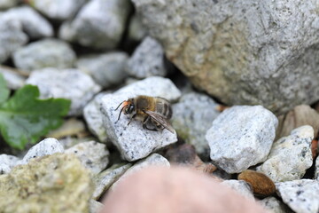 The hairy-footed flower bee (Anthophora plumipes) is a species of bee belonging to the family Apidae.