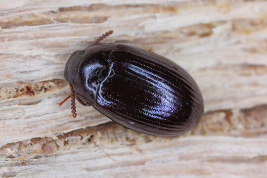 Platydema violaceum, darkling beetle (Tenebionidae). An insect found under the bark of a dead tree.