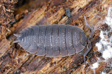 Rough woodlice (Porcellio scaber). Terrestrial crustaceans in the familiy Porcellionidae, exposed under bark of dead log.
