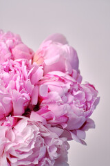 Bouquet of stylish peonies close-up. Pink peony flowers. Close-up of flower petals. Floral greeting card or wallpaper. Delicate abstract floral pastel background. Card Concept, copy space for text