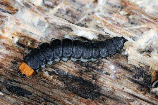 Lygistopterus sanguineus larva, larvae (Predatory) on wood. Net-winged beetles in the family Lycidae. 