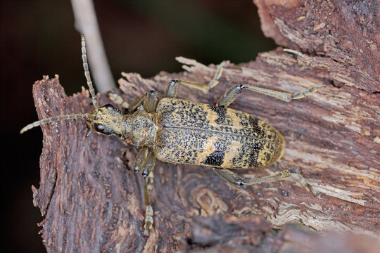 A longhorn beetle (Cerambycidae) Rhagium mordax on rotten timber.