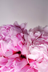 Obraz premium Bouquet of stylish peonies close-up. Pink peony flowers. Close-up of flower petals. Floral greeting card or wallpaper. Delicate abstract floral pastel background. Card Concept, copy space for text