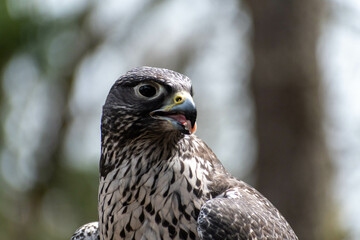 Portrait of a gyrfalcon with its tongue out as it eats