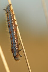 Trinkerin, Raupe der Grasglucke (Euthrix potatoria)