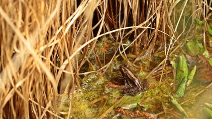 Moorfrosch (Rana arvalis) am Ewigen Meer.