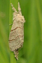 Buchen-Streckfuß (Calliteara pudibunda).bei der Eiablage