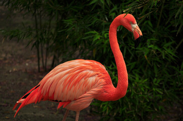 American flamingo (Phoenicopterus ruber) portrait