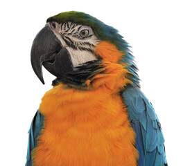 Fototapeta premium Blue-and-yellow macaw (Ara ararauna) poprtrait