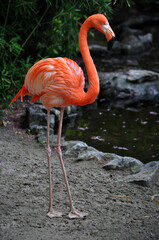 American flamingo (Phoenicopterus ruber) portrait