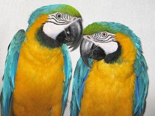 Blue-and-yellow macaw (Ara ararauna) poprtrait