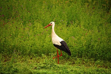Lone stork roams the green field in search of food on sunny day