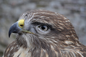 Common buzzard (Buteo buteo) portrait