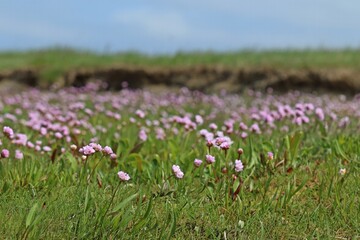 Bl&uuml;hende Strand-Grasnelken (Armeria maritima) auf einer Salzwiese am ostfriesischen Wattenmeer