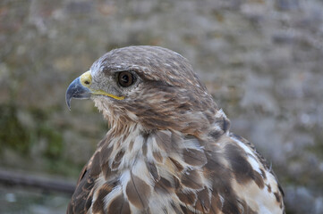 Common buzzard (Buteo buteo) portrait