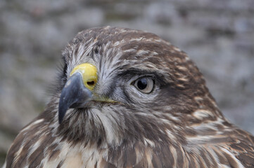Common buzzard (Buteo buteo) portrait