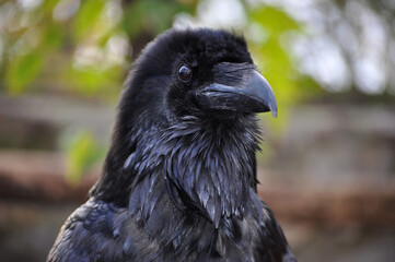 Common raven (Corvus corax) portrait