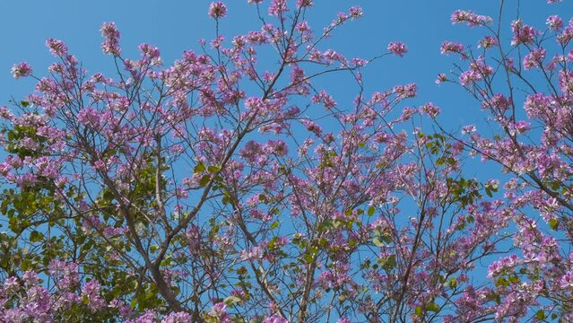 Sakura flowers by turquoise sky. A view of nice sakura flowers waving in the warm summer wind in summer.