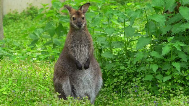 kangaroo in the grass