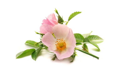 Obraz na płótnie Canvas Pink dog rose flower with green leaves isolated on white
