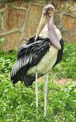 Marabou stork (Leptoptilos crumenifer) portrait