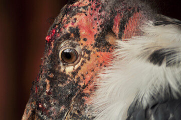 Marabou stork (Leptoptilos crumenifer) portrait