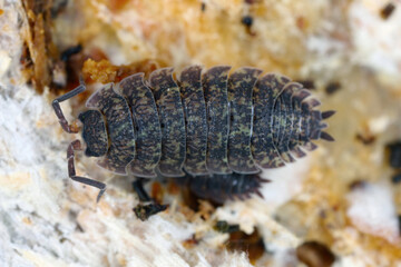 Rough woodlice (Porcellio scaber). Terrestrial crustaceans in the familiy Porcellionidae, exposed under bark of dead log.