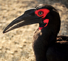 Southern ground hornbill (Bucorvus leadbeateri) portrait