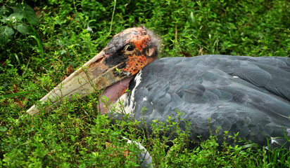 Marabou stork (Leptoptilos crumenifer) portrait