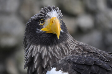 Steller's Sea-Eagle (Haliaeetus pelagicus) portrait
