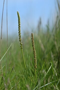 Strand-Dreizack (Triglochin maritima) im Nationalpark Wattenmeer