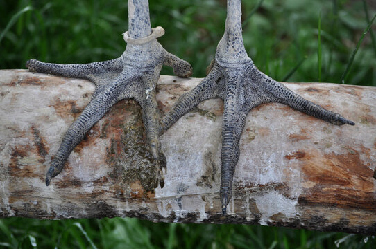 Marabou stork (Leptoptilos crumenifer) legs, feet