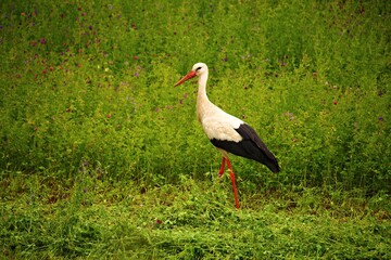 Lone stork roams the green field in search of food on sunny day