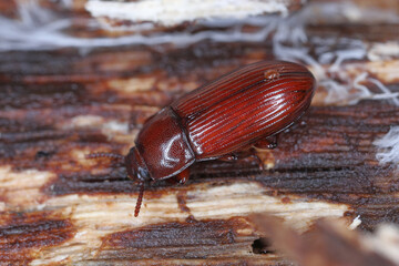 Darklling Beetle (Uloma sp.), Tenabrionidae. An insect under the bark of a decayed tree.