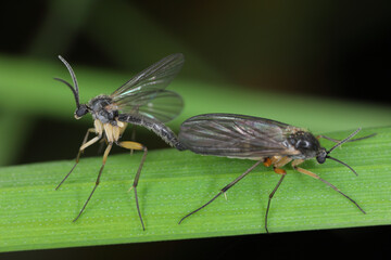 Dark-winged fungus gnat (Sciaridae sp), fauna of the soil, insects in the process of copulating, meeting.