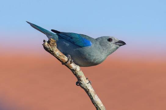 Blue tanager perched shown in Chiriqui, Panama.