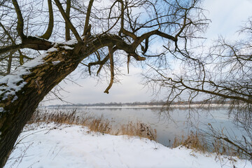 Konar drzewa nad rzeką na tle nieba w zimie.