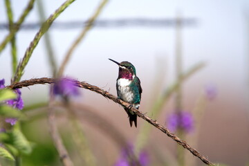 Male white-bellied woodstar (Chaetocercus mulsant) perched on a porterweed twig in Cotacachi, Ecuador