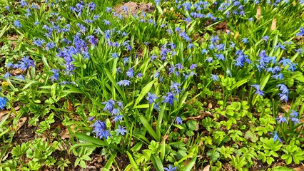Scilla bloomed with small blue flowers in the spring in the forest