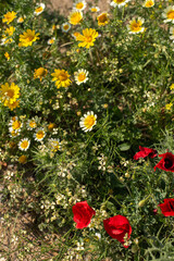 Obraz premium red and yellow flowers greek field meadow summer