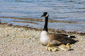 Obraz premium Mother Goose with Two Adorable & Endearing Goslings on the Sandy Beach at the Lake - Border, Background, Backdrop, Wallpaper, Invitation, Flier, Poster, Banner Ad, Advertisement, Publications