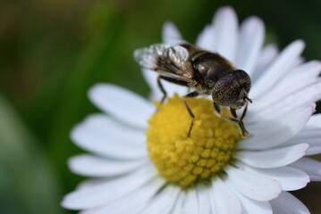 Insecte sur une fleur