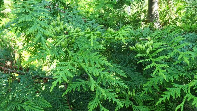 Thuja western variety Thuja plicata. The crown of thuja. Garden or park. Floriculture and horticulture. Landscaping of urban and rural areas. Green leaves and needles of coniferous plant. Light