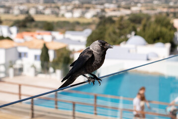 raven on a glass fence balcony terrace railing barrier hotel greece holidays Mediterranean black bird royal blue eyes