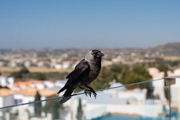 raven black bird sitting resting fence balcony