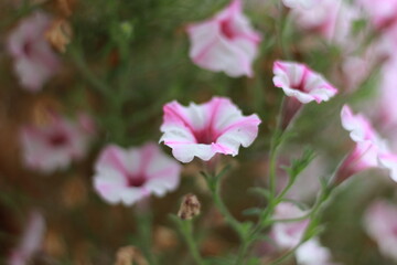 Eine Makroaufnahme einer Pink weißen Blume