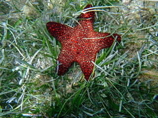colorful starfish in the pacific ocean at moalboal
